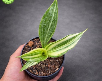 spider leaf plant Buy Spider Plant | Indoor Plants