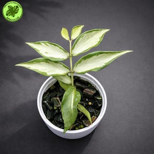 Hoya polyneura inner variegated - Etsy 日本