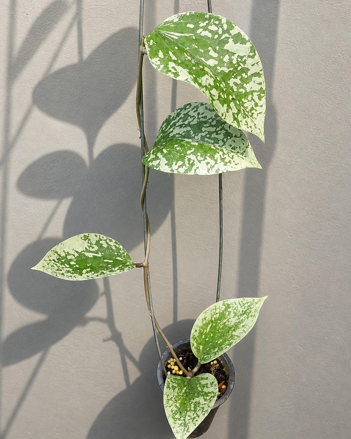 その他観葉植物 Hoya Glabra Alex Hoya glabra - Etsy 日本