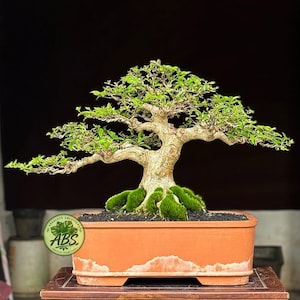 modern bonsai pot 6-inch Round Modern Bonsai Pot – GLU3D Prints main image 0
