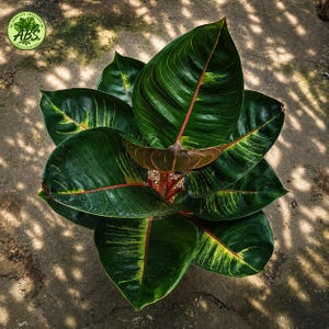 Aglaonema Black - Etsy