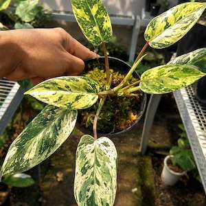 Puede incluir: Una planta en maceta con hojas grandes y abigarradas en tonos verdes y amarillos. Las hojas tienen un patrón moteado. La planta está en una maceta negra con musgo. El logotipo "ABSOLUTS CREATIONS TROPICAL PLANT SHOP" es visible.