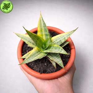 Może przedstawiać: Rustykalny drewniany znak z napisem "Welcome to our home" w białych literach. Znak ma postarzaną powierzchnię i prosty, zachęcający design, idealny do dekoracji wejścia.