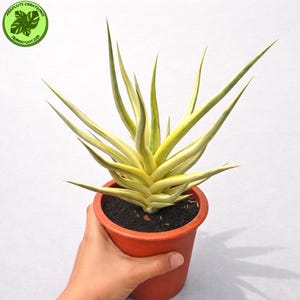 May include: A Sansevieria plant in a terracotta pot, featuring long, pointed leaves with yellow and green stripes. The plant is held in a hand. The logo in the upper left corner reads "Absoluts Creations Tropical Plant Shop."