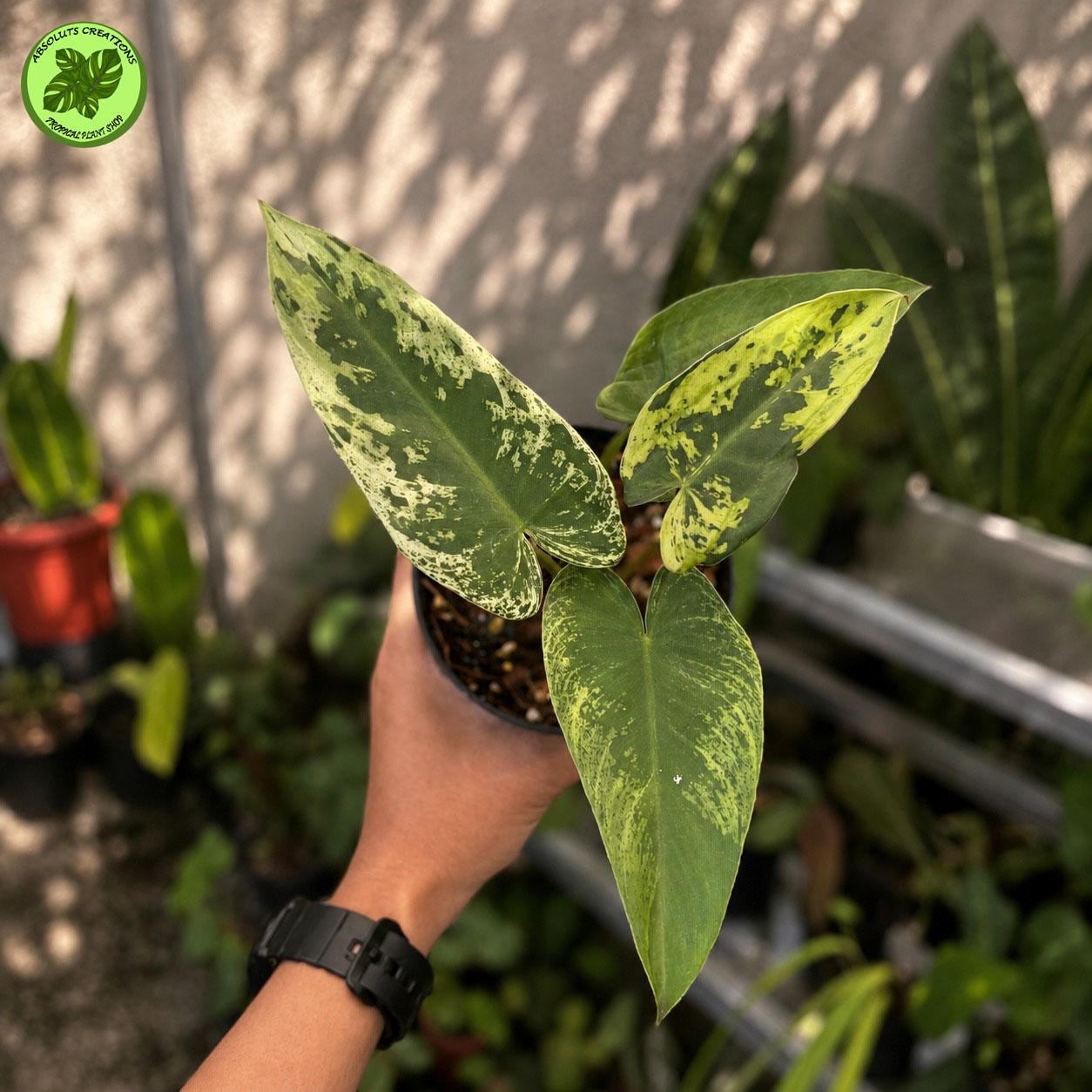 Emerald Ice Philodendron - Etsy