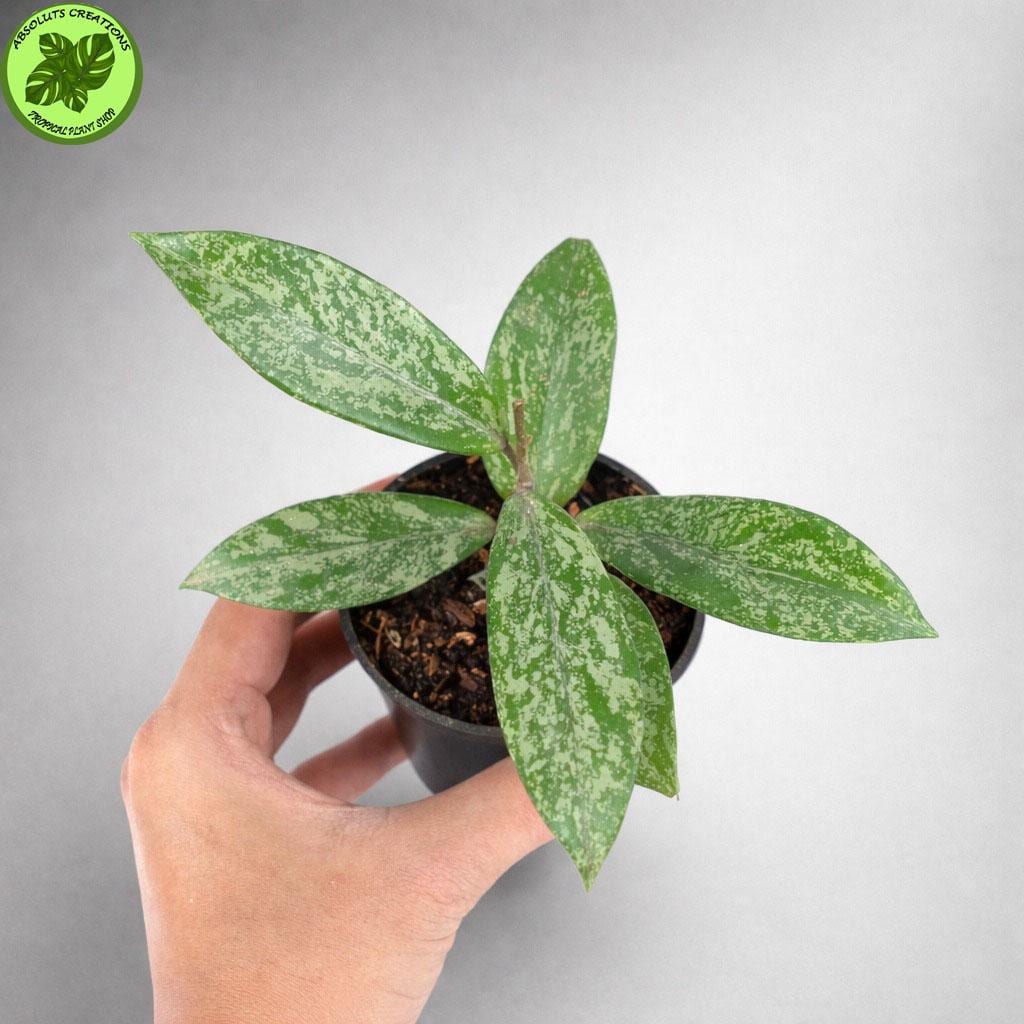 Hoya pubicalyx - Etsy 日本