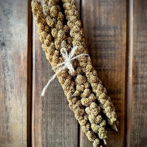 May include: A bundle of dried millet, featuring a textured, seed-covered appearance, tied together with twine. The millet is a light tan color, and the twine is a natural beige. The arrangement is set against a rustic, wooden background.