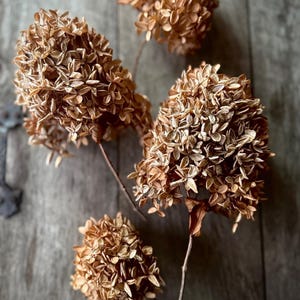 May include: Four dried hydrangea flower heads in shades of brown and tan are displayed against a rustic wooden background. The flowers have a textured, spherical shape, and the stems are thin and brown. The image evokes a sense of natural beauty and autumnal decor.