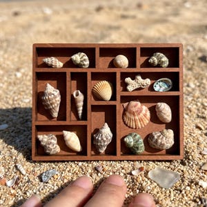 May include: A wooden display case filled with various seashells of different shapes, sizes, and colors. The shells are arranged in individual compartments, showcasing the natural beauty of the ocean's treasures. The case is set on a sandy surface.