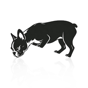 Op de afbeelding: Een zwart-witte afbeelding van een Boston Terrier-hond in een neerwaartse houding, met zijn hoofd naar beneden en voorpoten uitgestrekt. De hond heeft een zwart lichaam met witte aftekeningen op zijn gezicht en borst. Het beeld heeft een strak, minimalistisch ontwerp.