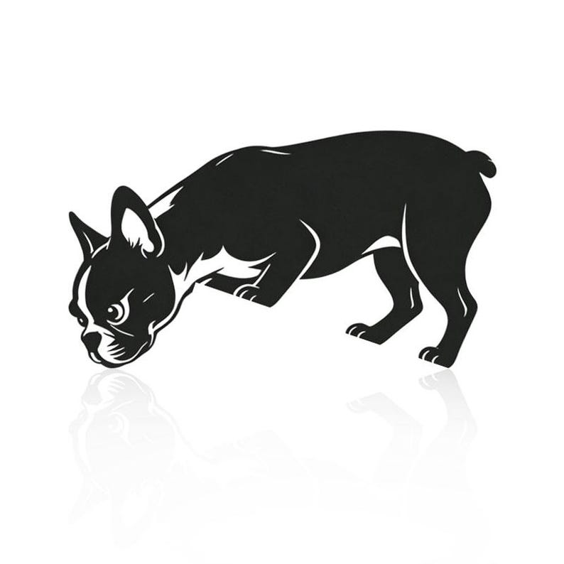 Op de afbeelding: Een zwart-witte afbeelding van een Boston Terrier-hond in een neerwaartse houding, met zijn hoofd naar beneden en voorpoten uitgestrekt. De hond heeft een zwart lichaam met witte aftekeningen op zijn gezicht en borst. Het beeld heeft een strak, minimalistisch ontwerp.