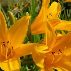 May include: Close-up of vibrant yellow daylilies in full bloom. The flowers have long, slender petals and prominent stamens with dark tips. Green foliage provides a natural backdrop, creating a bright and cheerful floral display.