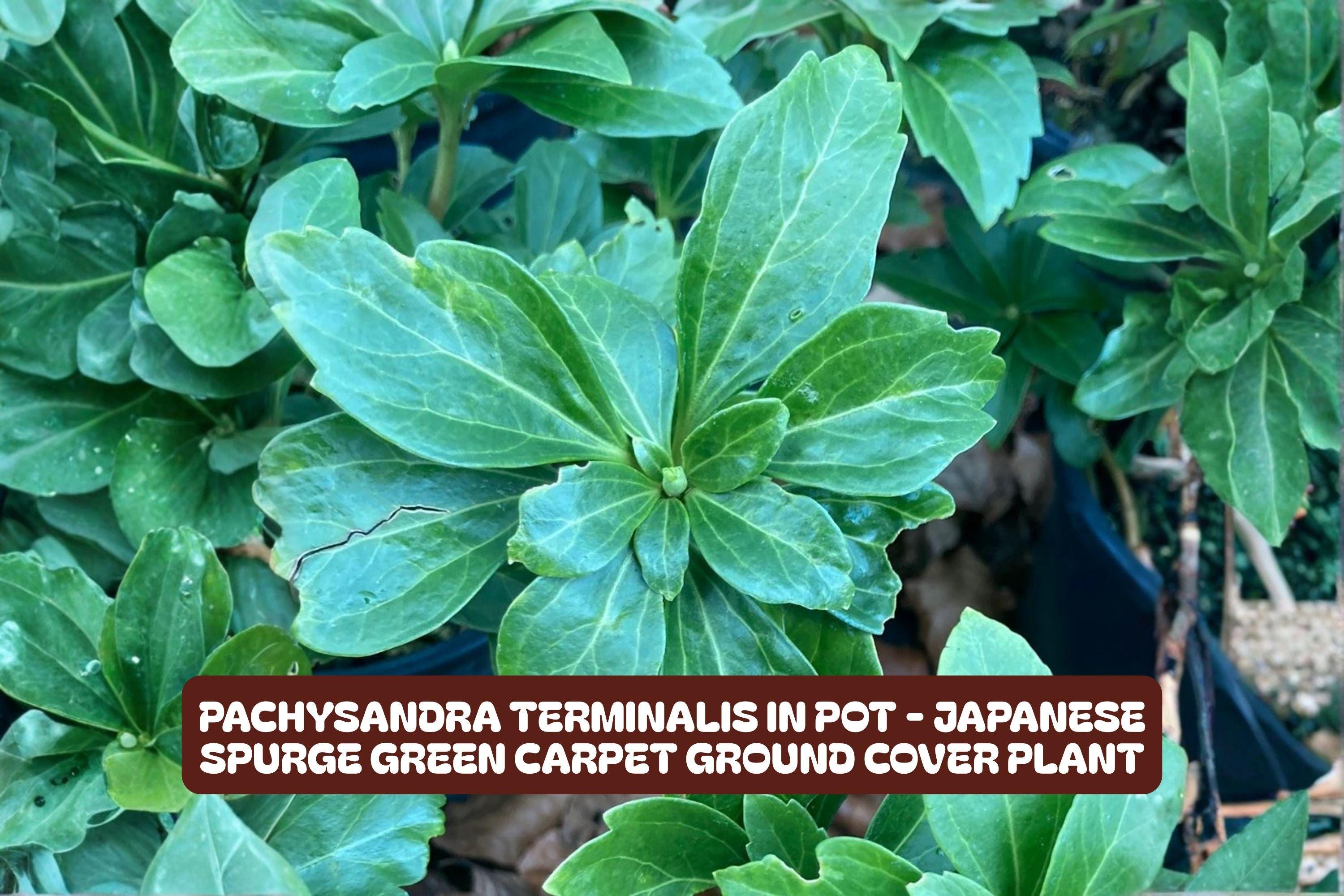 Ground Japanese Cover Evergreen - Etsy, image size:3000x2000