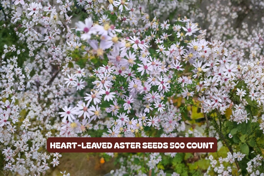 Calico Aster Seeds 100 Pack - Bicolor Wildflower Garden Plant ...