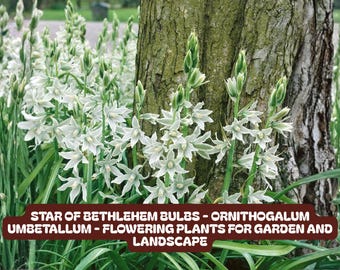 Star of Bethlehem Bulbs - Ornithogalum Umbetallum - Flowering Plants for Garden and Landscape