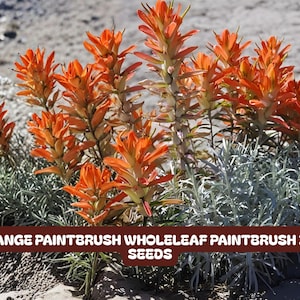 May include: A cluster of vibrant orange paintbrush flowers with green stems and silvery-green foliage. The image includes the text "ORANGE PAINTBRUSH WHOLELEAF PAINTBRUSH 300 SEEDS" in a brown banner.