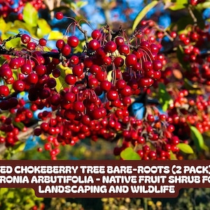 May include: A close-up of a red chokeberry tree with clusters of bright red berries. The image includes text that reads "RED CHOKEBERRY TREE BARE-ROOTS (2 PACK) - ARONIA ARBUTIFOLIA - NATIVE FRUIT SHRUB FOR LANDSCAPING AND WILDLIFE."