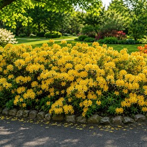 May include: A large, dense shrub covered in vibrant yellow flowers with green leaves, bordered by a row of rounded grey stones. The plant is situated in a garden setting with a paved path in the foreground and additional greenery in the background.