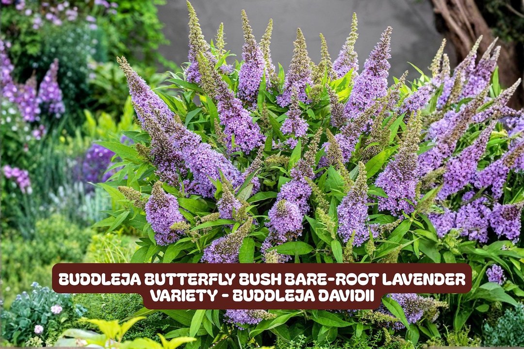 Buddleja Butterfly Bush Bare-root Lavender Variety - Buddleja Davidii ...