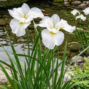 May include: Close-up of white iris flowers with yellow centers, surrounded by long green leaves. The flowers are in full bloom, with a pond and rocks in the background. A serene floral scene.