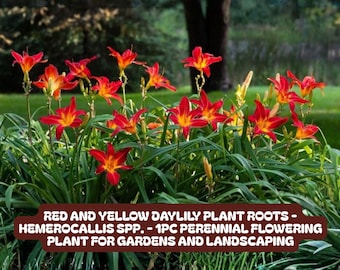 Red And Yellow Daylily Plant Roots – Perennial Garden Flower