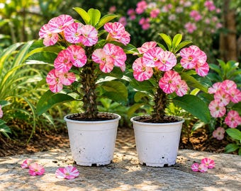 Crown of Thorns Plant - Starter Plant - Euphorbia Milii - Thida Doitung Variety - Drought Tolerant Succulent