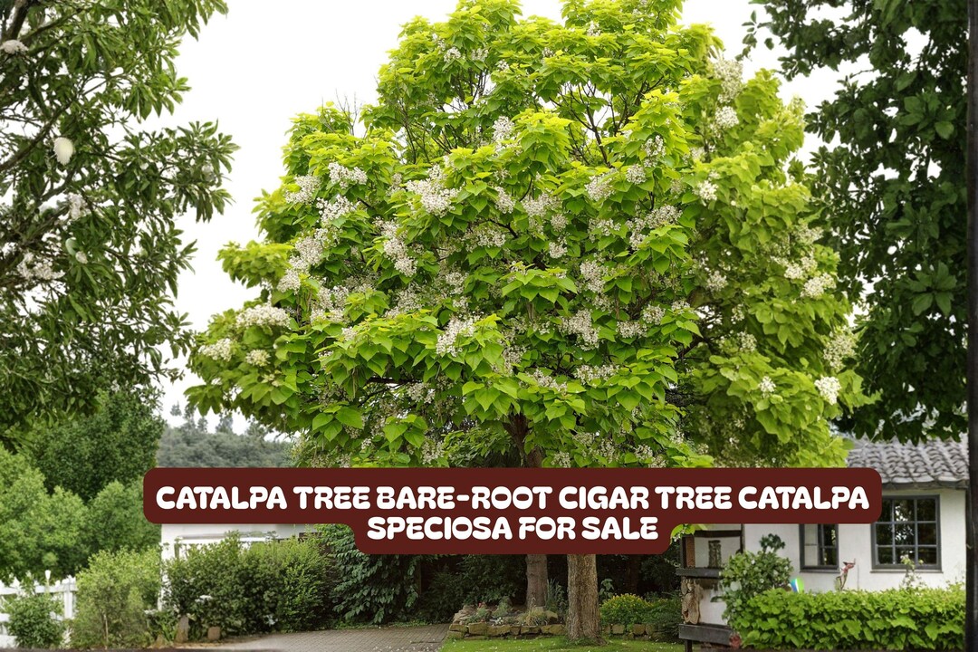 Bare-root Catalpa Tree (catalpa Speciosa) | Shade & Wildlife - Etsy