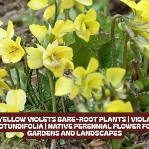 May include: A cluster of bright yellow Viola rotundifolia flowers with green leaves. The image includes text that reads "YELLOW VIOLETS BARE-ROOT PLANTS | VIOLA ROTUNDIFOLIA | NATIVE PERENNIAL FLOWER FOR GARDENS AND LANDSCAPES."