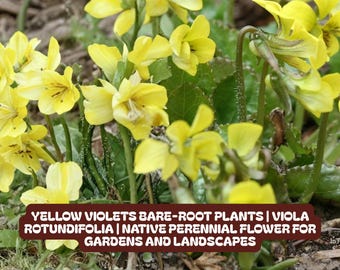 Yellow Violets Bare-root Plants | Viola Rotundifolia | Native Perennial Flower for Gardens and Landscapes