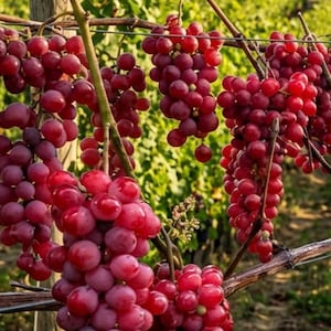 May include: Close-up of ripe red grapes hanging from vines in a vineyard. The grapes are plump and juicy, with a deep red color. The vines are brown and the background is blurred green.