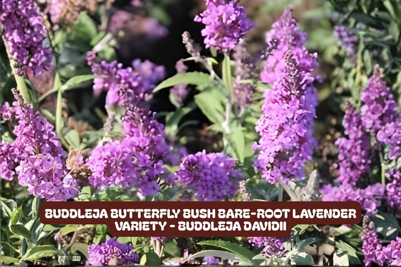 Buddleja Butterfly Bush Bare-root Lavender Variety - Buddleja Davidii ...