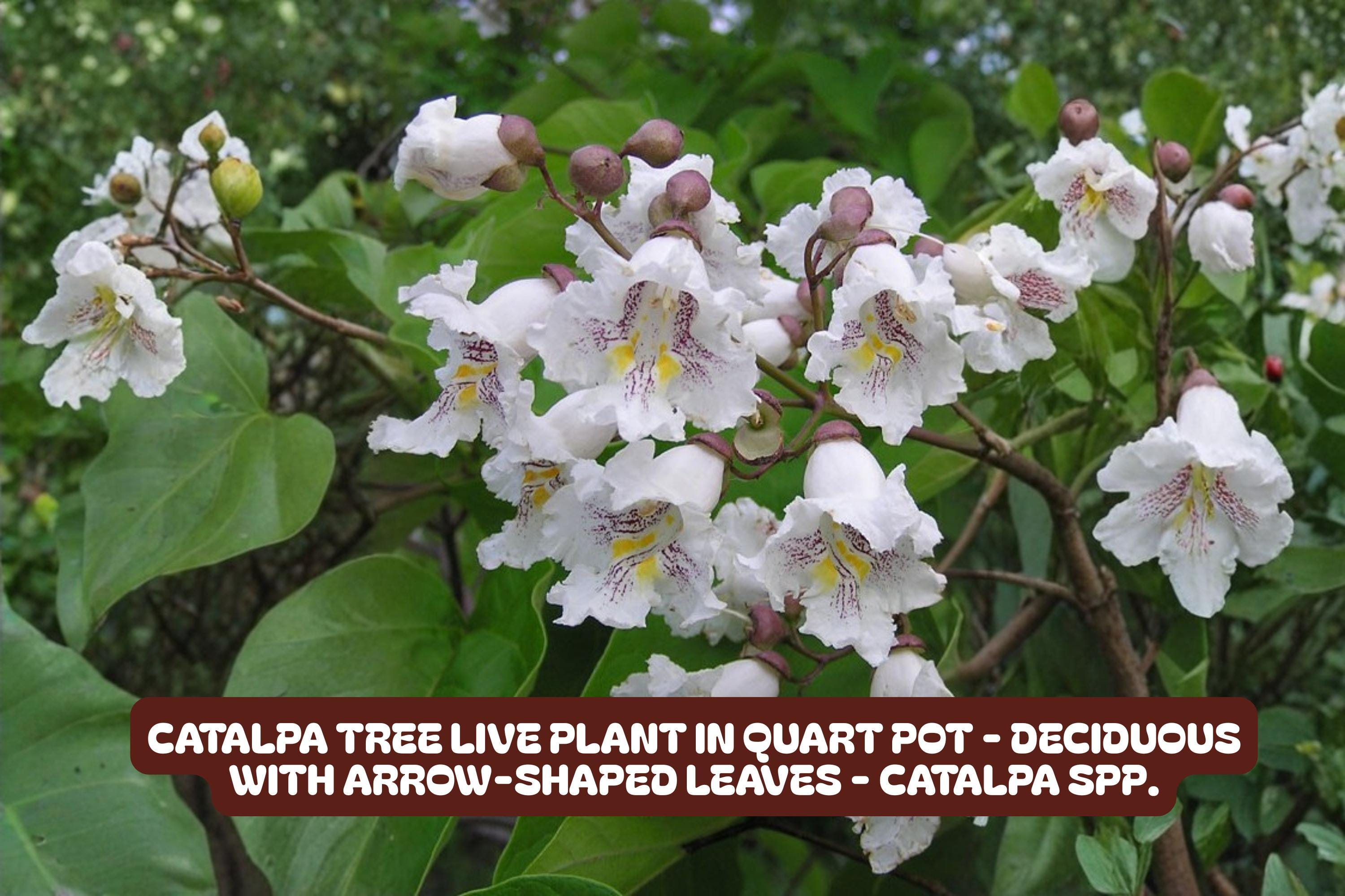 Catalpa Tree Shape Catalpa Tree Live Plant in Quart Pot - Deciduous With Arrow-shaped ...