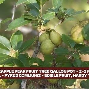 May include: Image of a pineapple pear fruit tree with green leaves and several green pears. The text on the image reads: Pineapple Pear Fruit Tree Gallon Pot - 2-3 Feet Tall - Pyrus Communis - Edible Fruit, Hardy Tree.