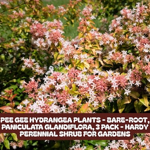 May include: A close-up of Pee Gee Hydrangea plants with pink and white flowers. The image shows a lush shrub with green leaves and a variety of blooms. The text on the image reads: "PEE GEE HYDRANGEA PLANTS - BARE-ROOT, PANICULATA GLANDIFLORA, 3 PACK - HARDY PERENNIAL SHRUB FOR GARDENS."