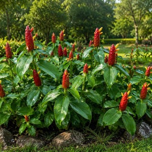 May include: A cluster of Costus barbatus plants featuring vibrant red, cone-shaped bracts with small yellow flowers emerging from the tops. The plants have broad, glossy green leaves and are arranged in a garden bed bordered by grey stones.