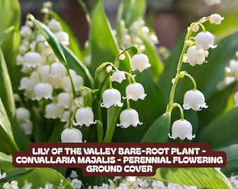 3 Plump Lily of the Valley Roots - Etsy