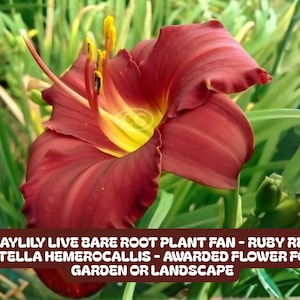 May include: A close-up of a ruby red Daylily flower with a yellow center. The flower is surrounded by green foliage. The image includes text that reads: "DAYLILY LIVE BARE ROOT PLANT FAN - RUBY RED STELLA HEMEROCALLIS - AWARDED FLOWER FOR GARDEN OR LANDSCAPE."