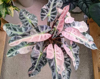 Bulbos de aráceas Alocasia Bambino Pink Variegated, planta tropical rara para interiores.