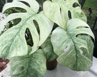 Monstera Borsigiana Rzadka, pełna mięta, żywa roślina, ukorzenione sadzonki