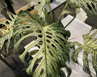 Rara Monstera Devil Monster Albo para Interior, Variegada, Planta Tropical Rara para Mudas Enraizadas