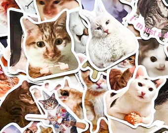 Pacote com 50 adesivos de memes de gatos, adesivos hilários de memes de animais de estimação, adesivos com expressões fofas de gatos, adesivos de animais à prova d'água para cadernos e álbuns de recortes.