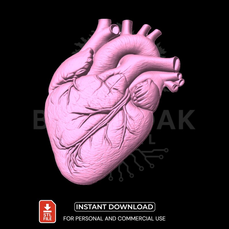 Anatomical Human Heart STL | 3D Model for CNC Carving and Medical 3D ...