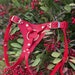see more listings in the Strap-on Harnesses section