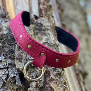 Canis Collar