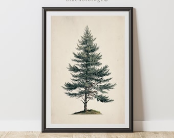 Arte mural vintage de pino, impresión con ilustración botánica de hoja perenne, descarga digital rústica para decoración de granja o navideña.