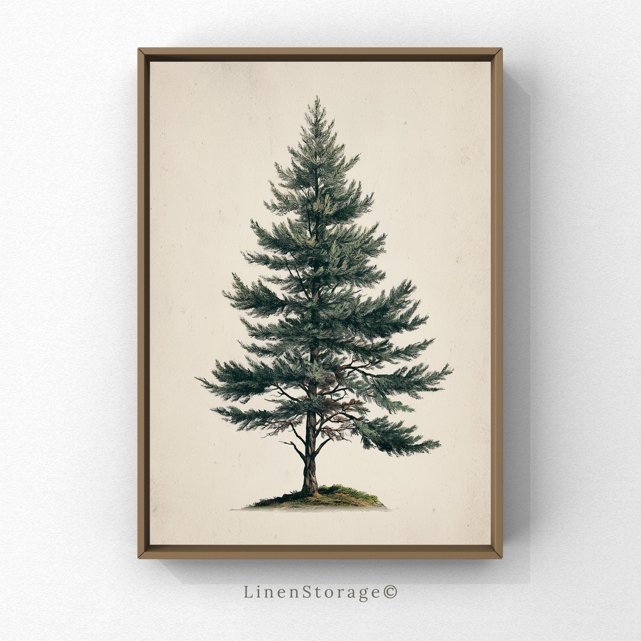Vintage Pine Tree Wall Art, Botanical Evergreen Illustration Print ...