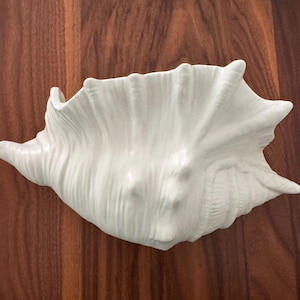 May include: A matte white ceramic conch shell sculpture featuring a textured, ribbed surface with prominent ridges and a wide, open aperture. The object displays a naturalistic, organic form with a pointed end and a flared, scalloped edge.