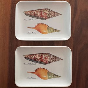 May include: Two rectangular, off-white ceramic trays with seashell illustrations. Each tray features two detailed drawings of shells, one with a red and white pattern and the other in shades of orange and green. The trays are set against a dark wood surface.