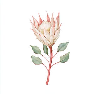 Puede incluir: Una ilustración en acuarela de una sola flor de protea con pétalos de color rosa suave y crema con una estructura puntiaguda y en capas. La flor está unida a un tallo delgado de color rosa rojizo adornado con varias hojas ovaladas de color verde apagado.