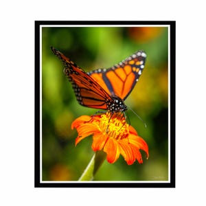 Monarch Butterfly, Macro Photography Wall Decor | Orange Bloom | Fine Art Image, Nature